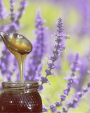 Organic Raw Lavender Honey