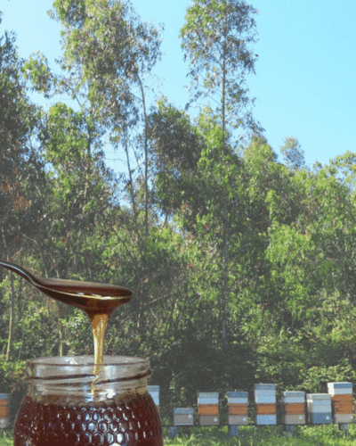 Organic Raw Eucalyptus Honey 500g/1kg